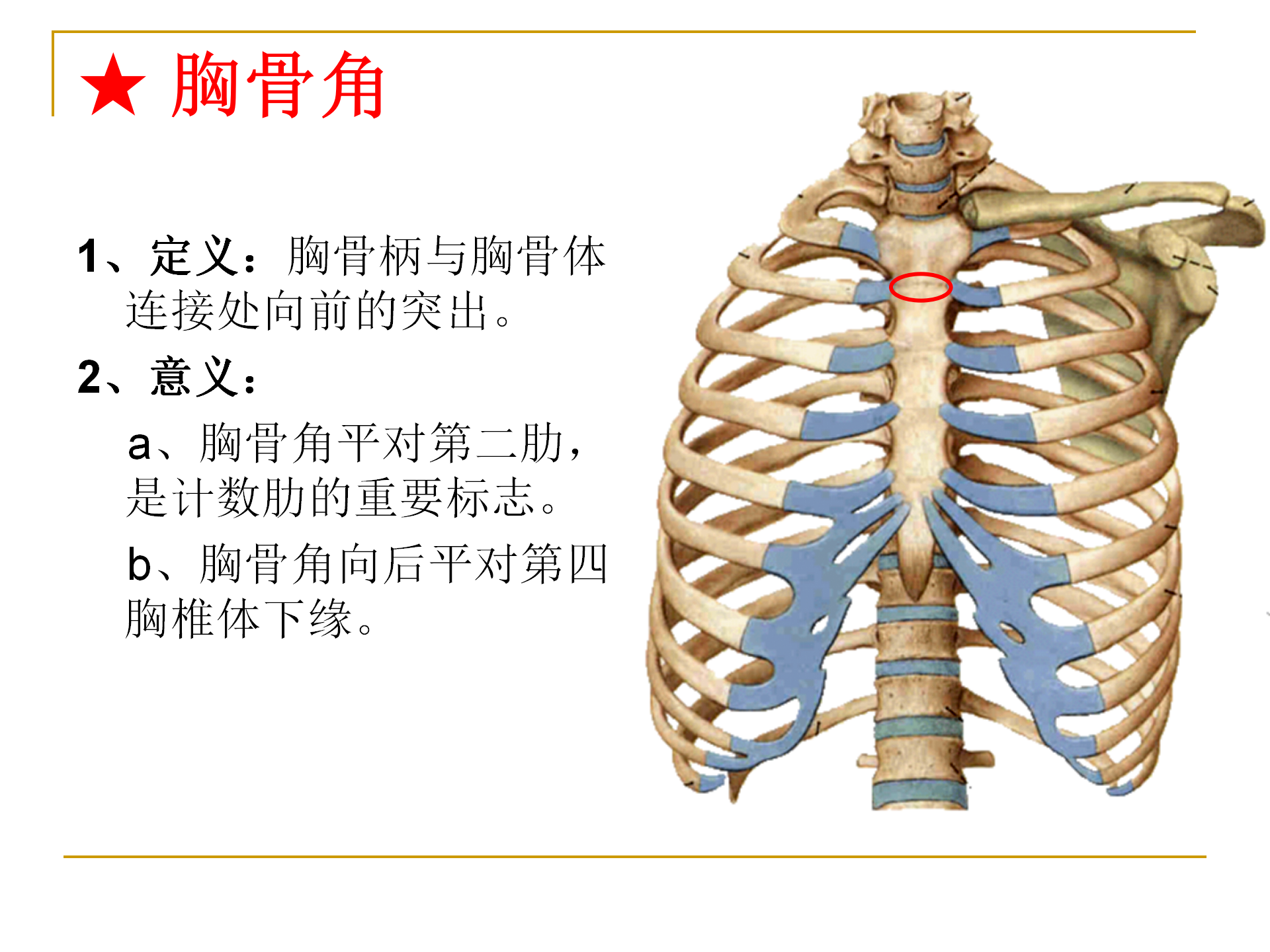 《人体解剖学》--躯干骨解剖_30.png
