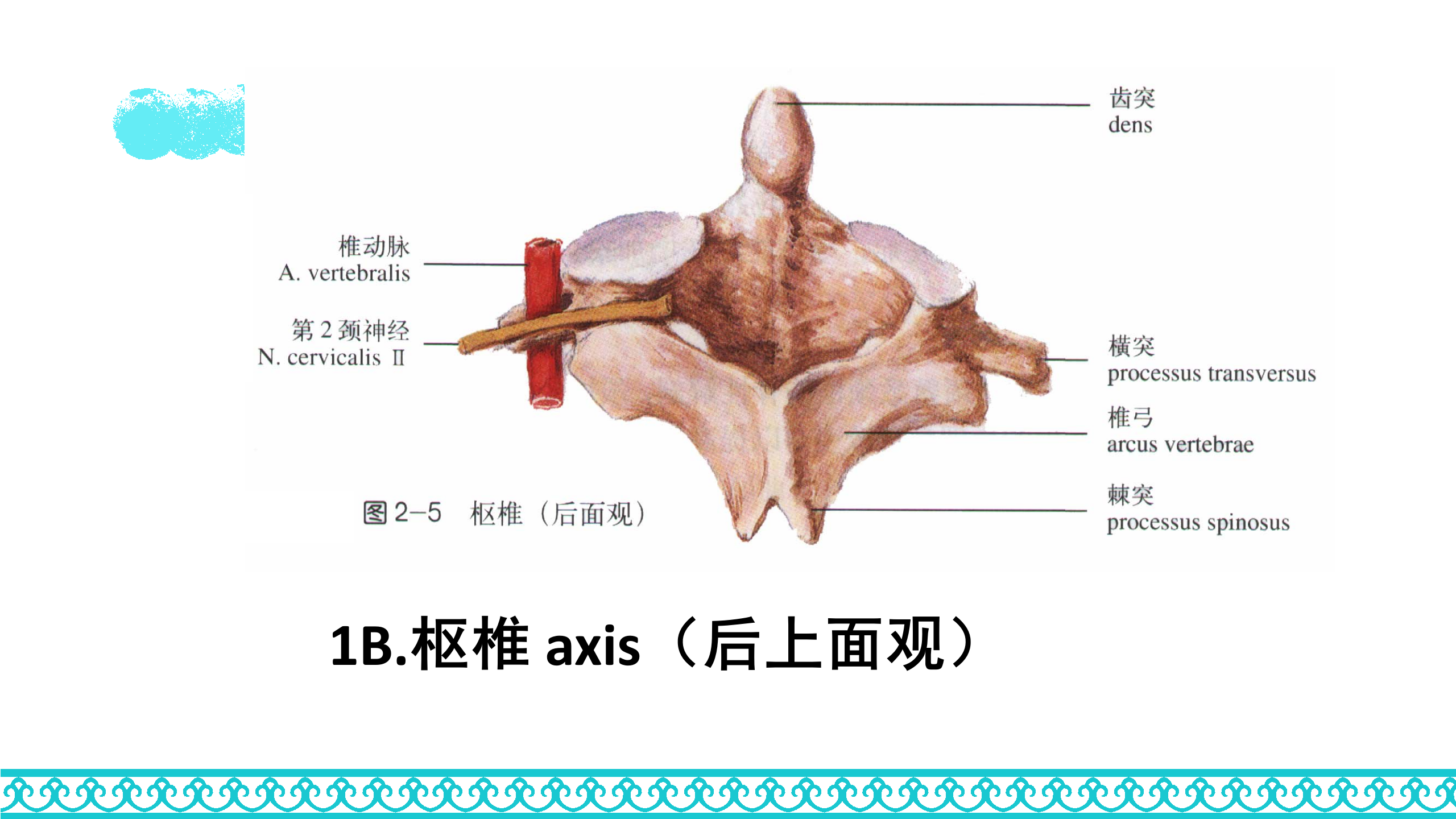 颈部解剖_11.png