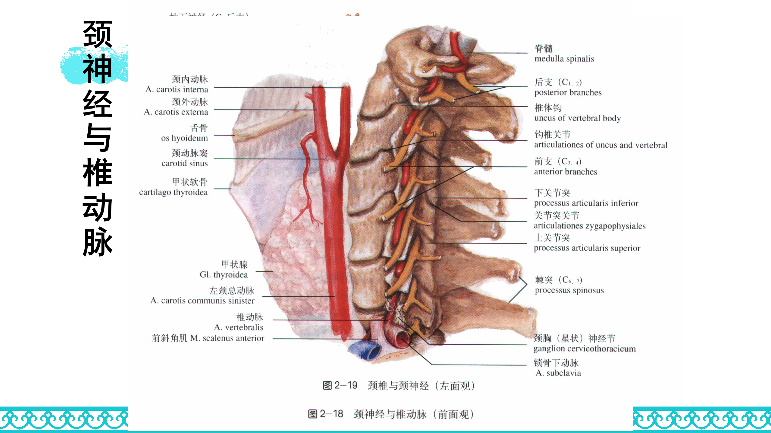 颈部解剖_29.png
