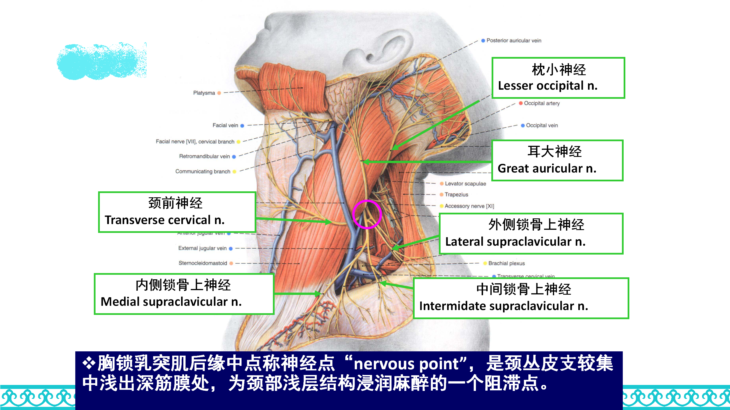颈部解剖_45.png