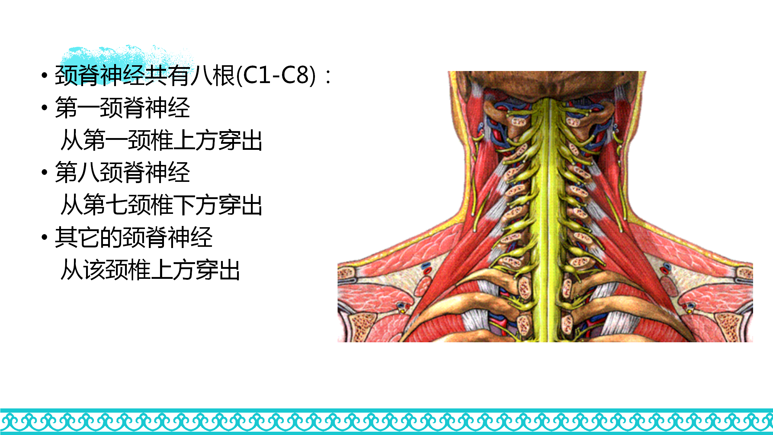 颈部解剖_39.png