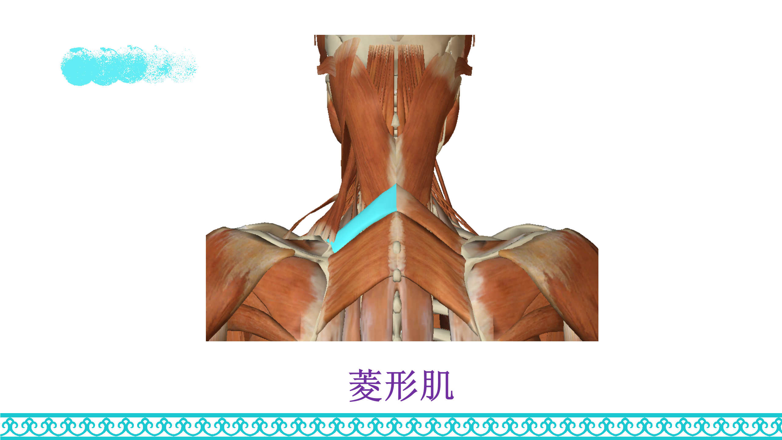 颈部解剖_57.png
