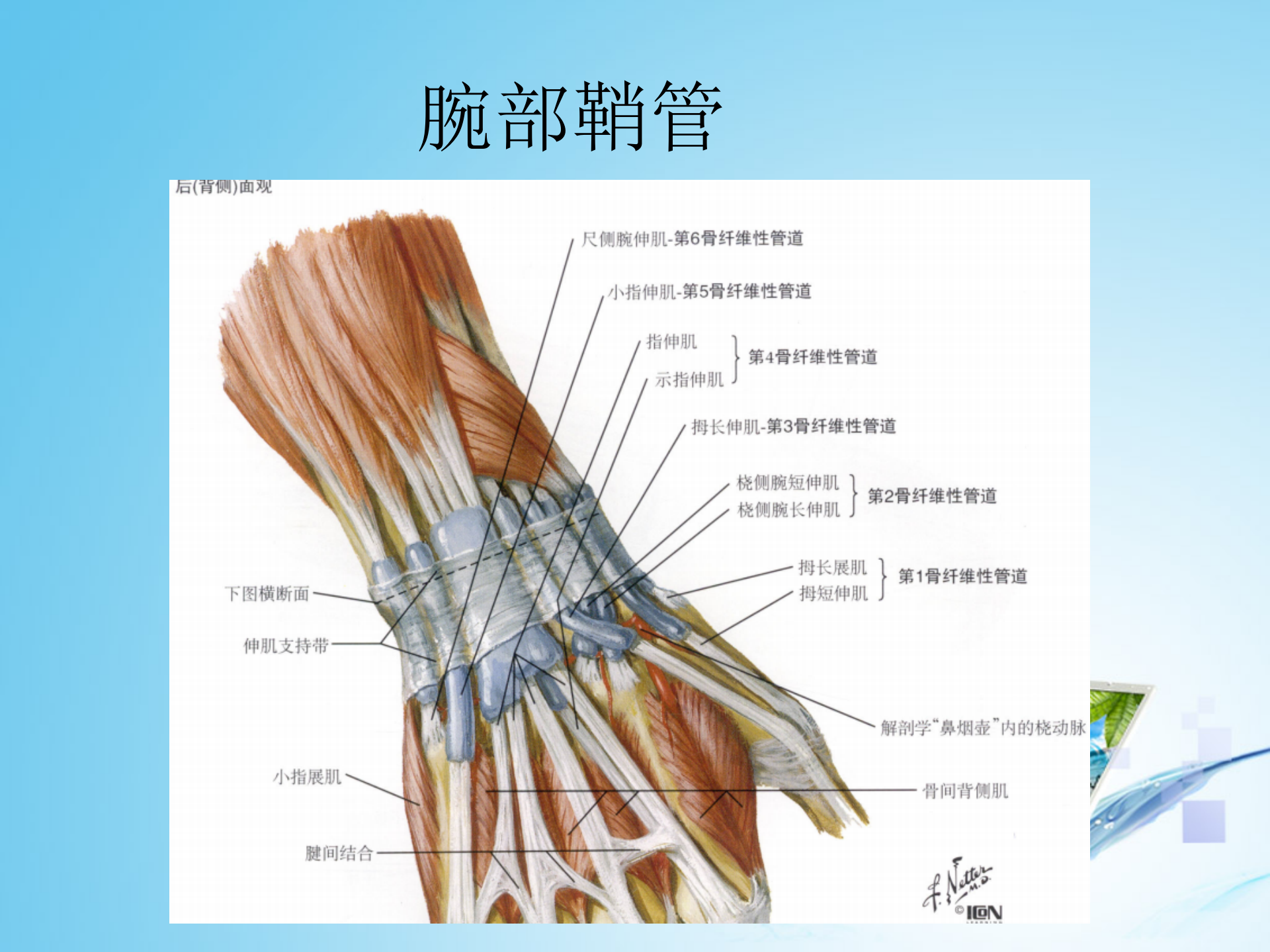 上肢肌肉解剖_43.png