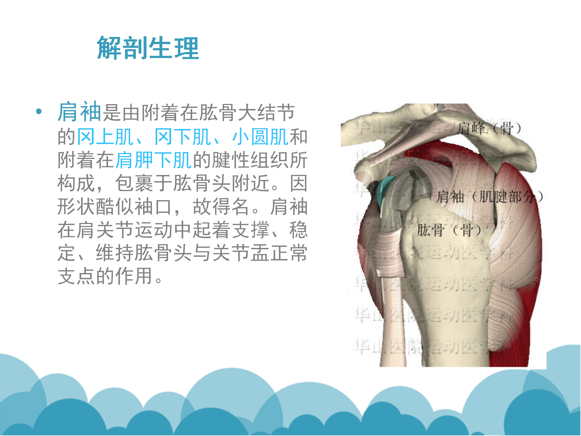 肩袖解剖LY_13.png