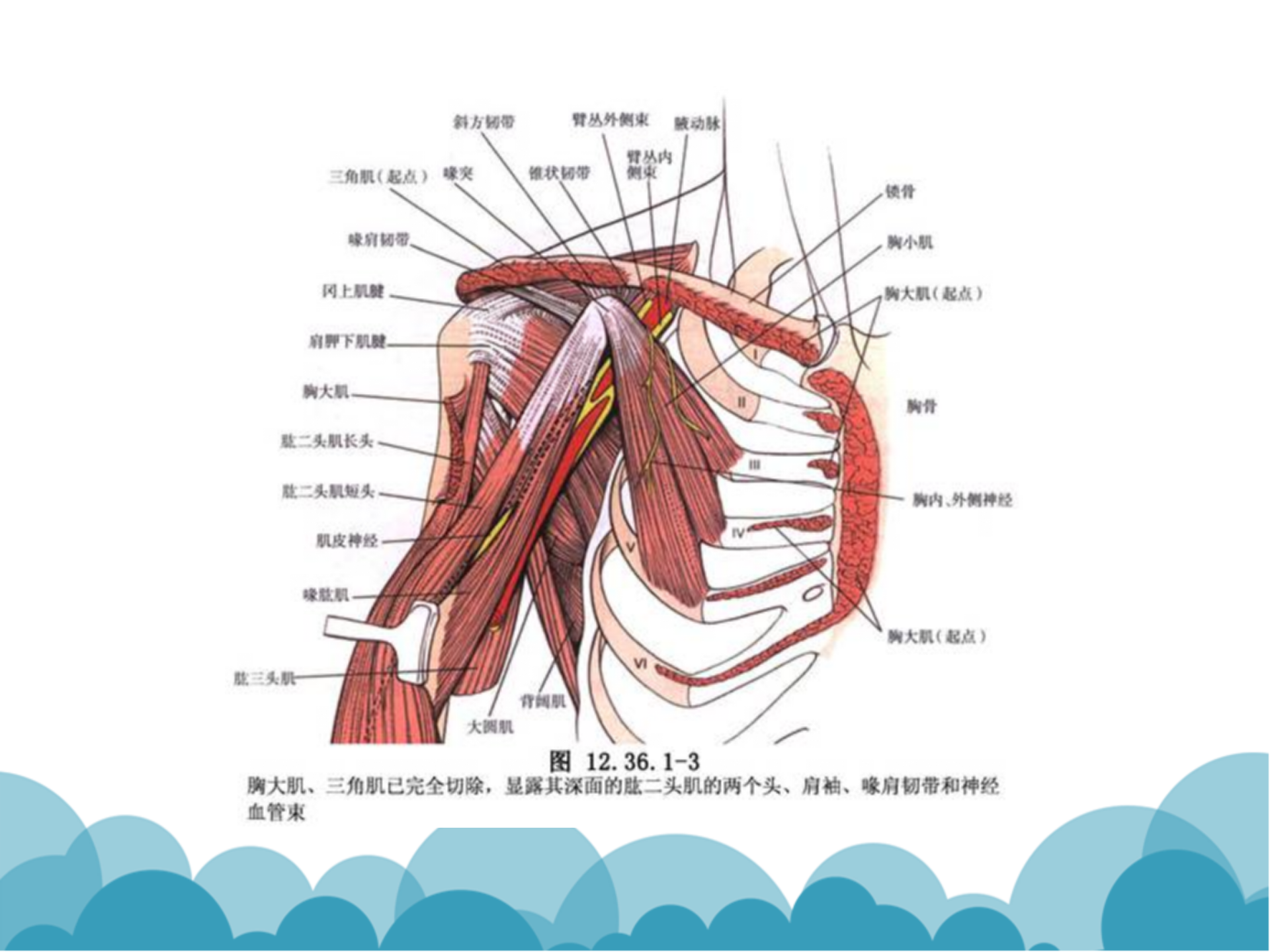 肩袖解剖LY_33.png