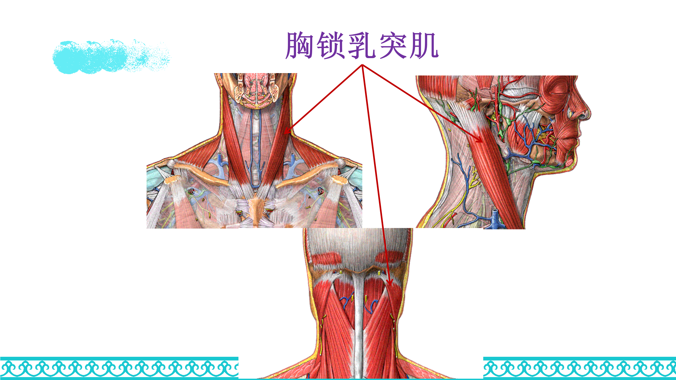 颈部解剖_55.png